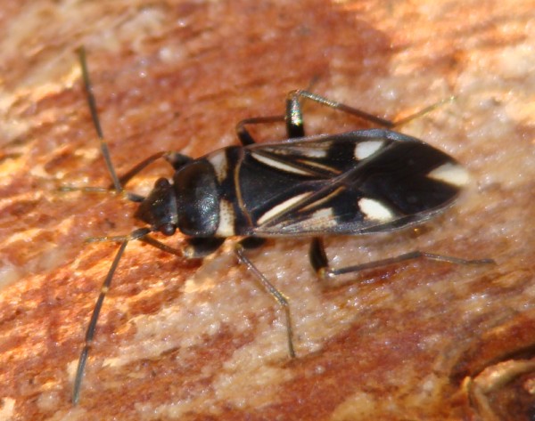 Lygaeidae: Raglius alboacuminatus f.funerea  dell''Algarve (P)