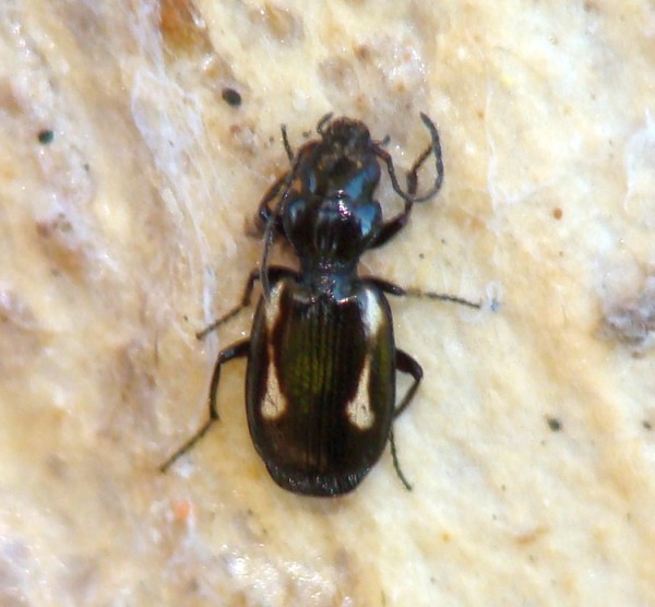 da identificare: Lionychus albonotatus