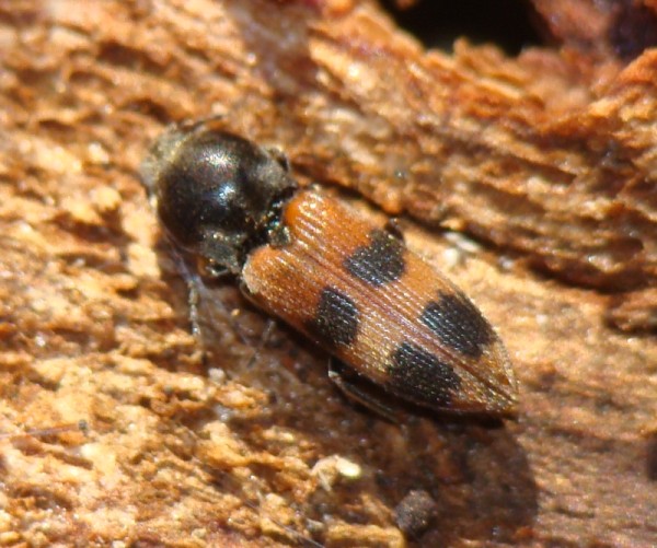 Cardiophorus bipunctatus? (Elateridae) dalla Spagna