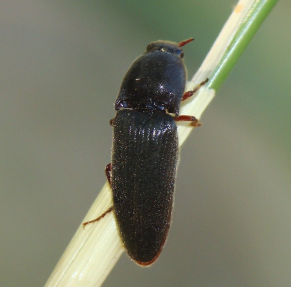 da identificare: Elateridae