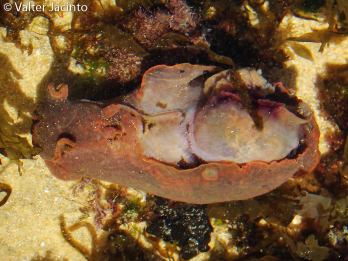 Lumaca di mare - da determinare