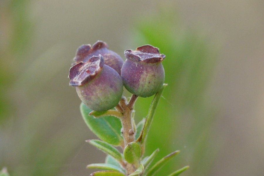 Lonicera nitida o Lonicera pileata