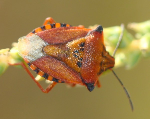 Carpocoris fuscispinus ?