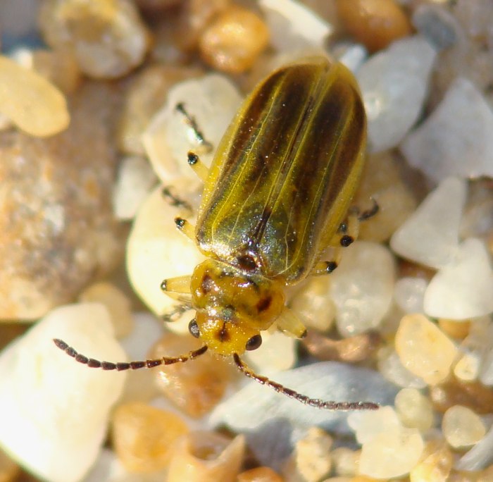 Xanthogaleruca luteola (neosfarfallata?) dal Portogallo