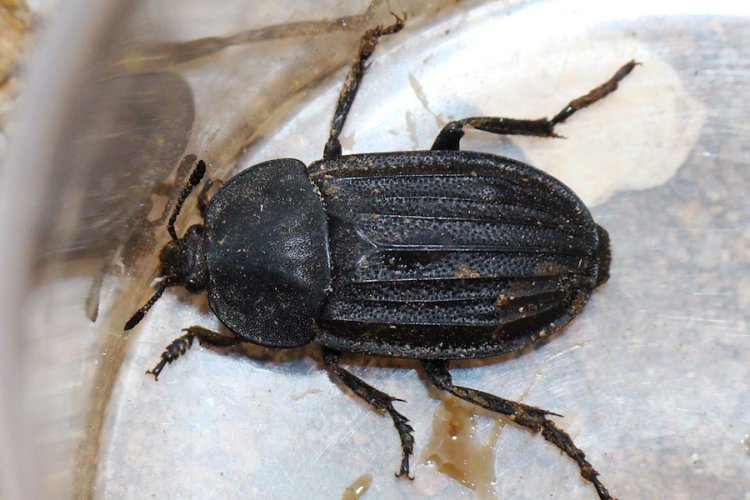 Silpha puncticollis