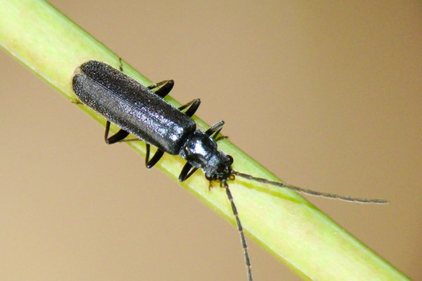 Rhagonycha sp.