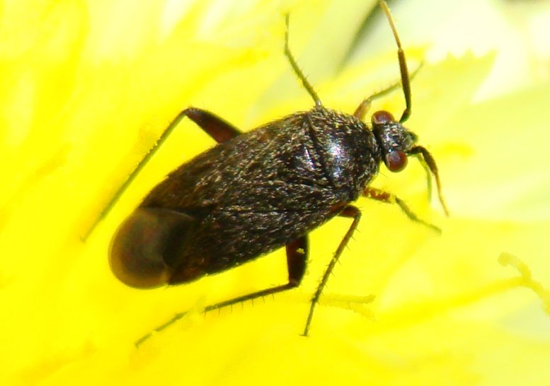 Miridae:  Lepidargyrus sp.