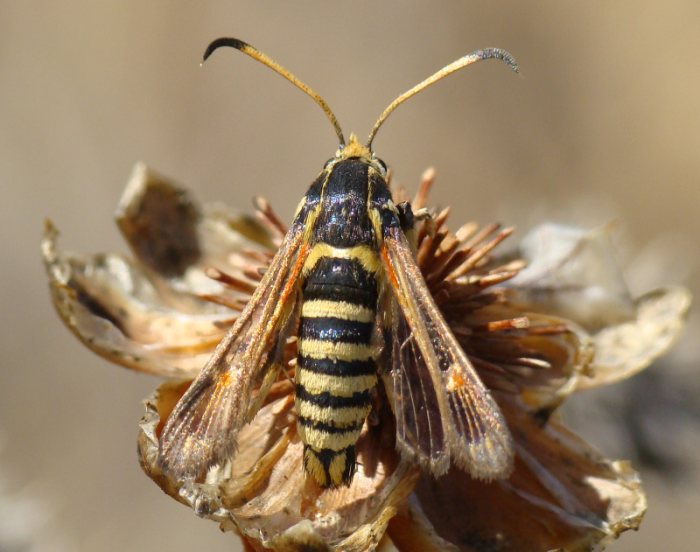 Sesiidae - da identificare