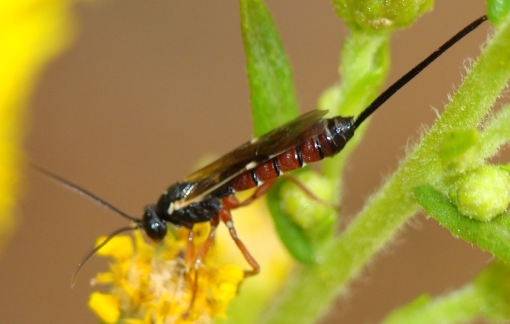 Ichneumonidae: forse Exeristes sp.