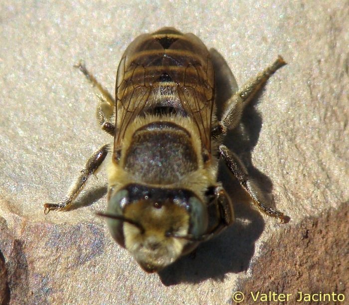 Megachile versicolor ?