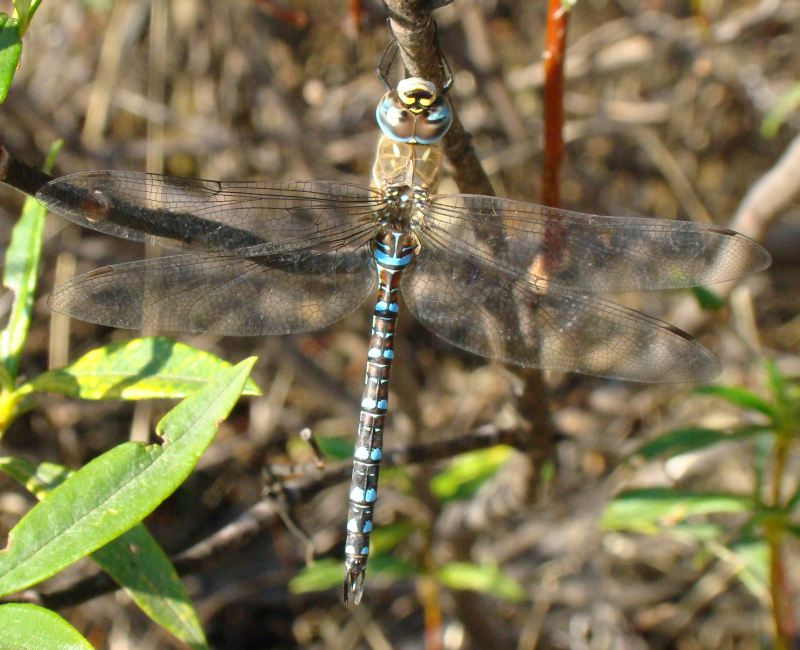 Anax imperator ? - Aeshna mixta (maschio)