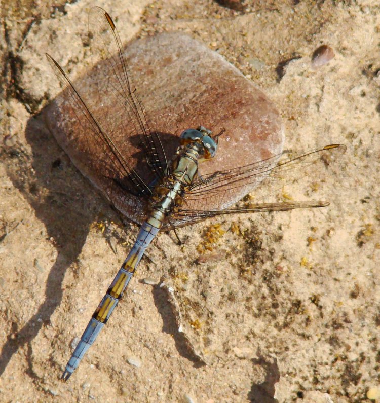 Orthetrum chrysostigma