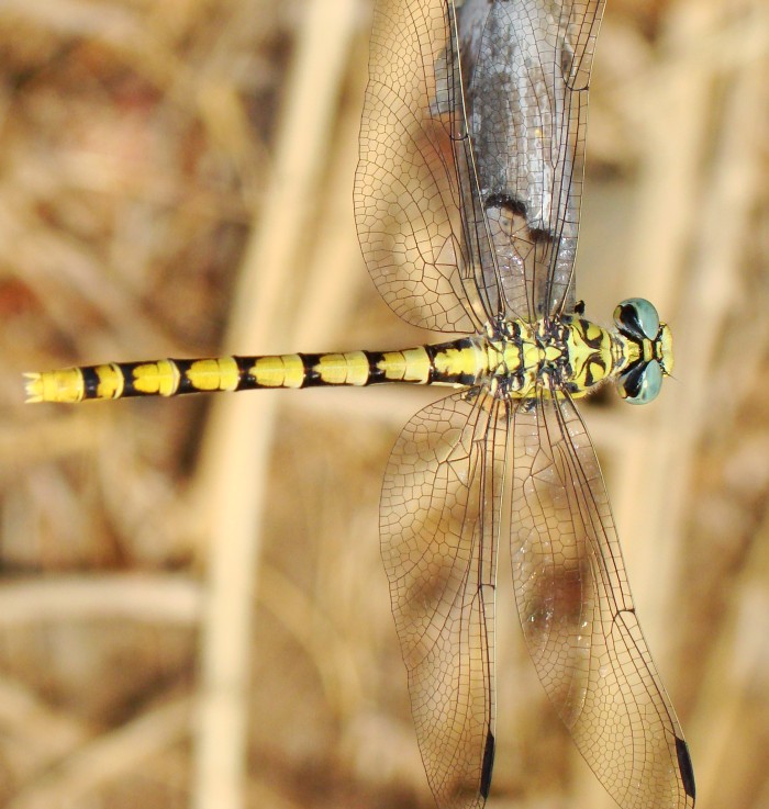 Gomphus graslinii (femmina) ???