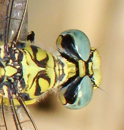 Gomphus graslinii (femmina) ???