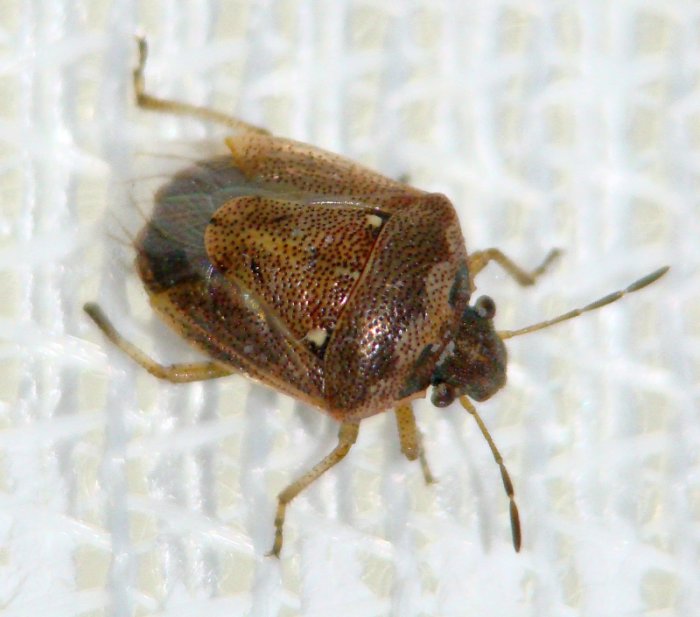 Pentatomidae: Eysarcoris ventralis dell''Algarve (Portogallo)