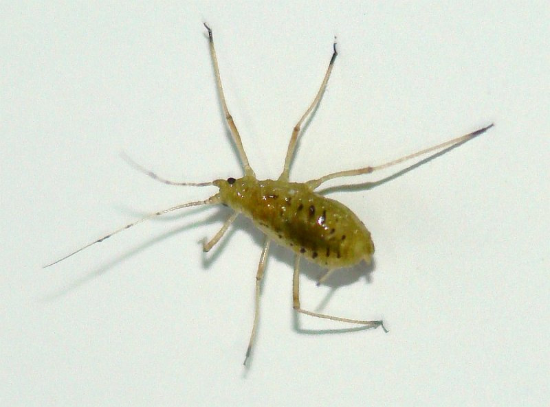 da identificare: Aphididae sp. dal Portogallo