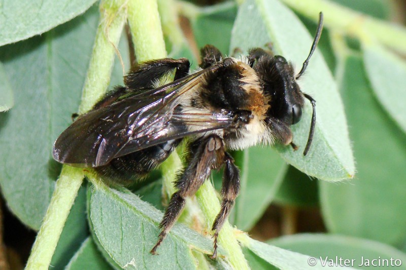 Apidae - Andrena sp. dal Portogallo