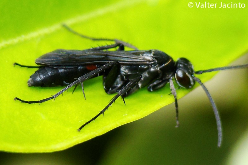 Pompilidae rosso e nero dal Portogallo