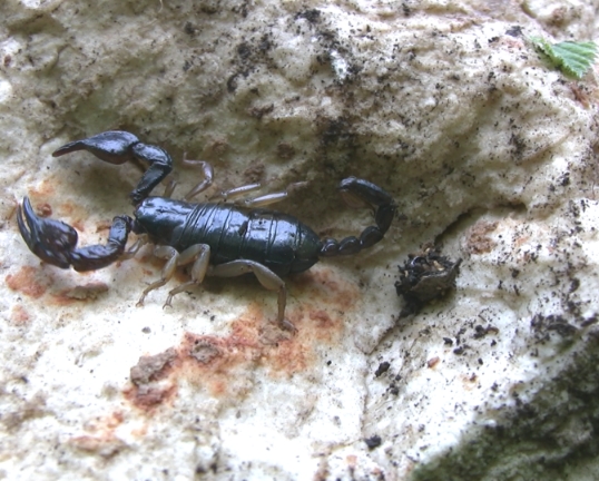 Euscorpius sicanus - Gargano