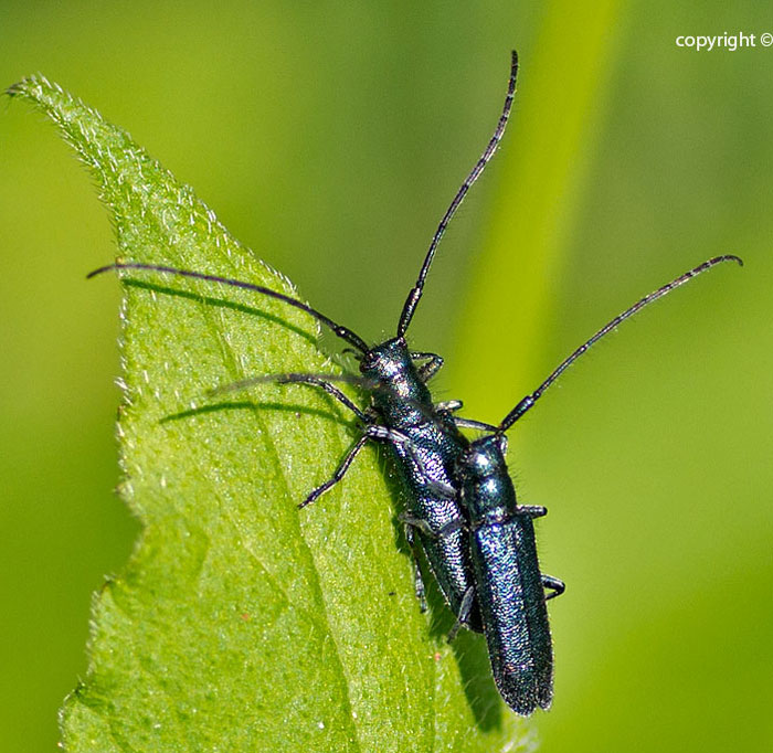 cerambicide dall''appennino ligure - Agapanthia violacea