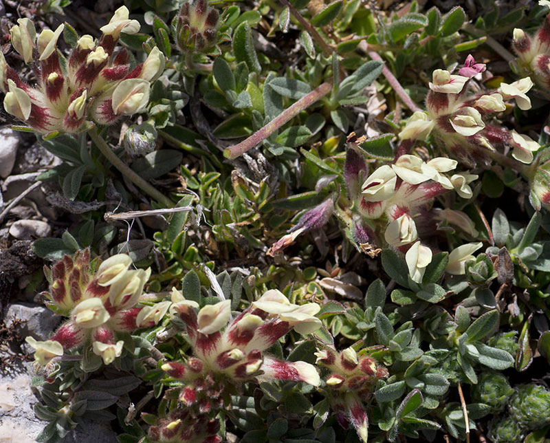 leguminosa dall''abruzzo - Anthyllis vulneraria