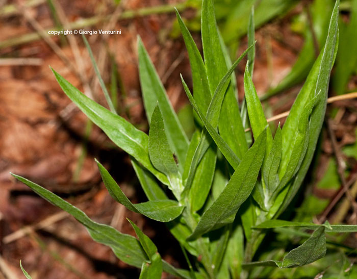 centaurea da appennino ligure - Cyanus triumfetti