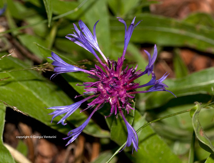 centaurea da appennino ligure - Cyanus triumfetti