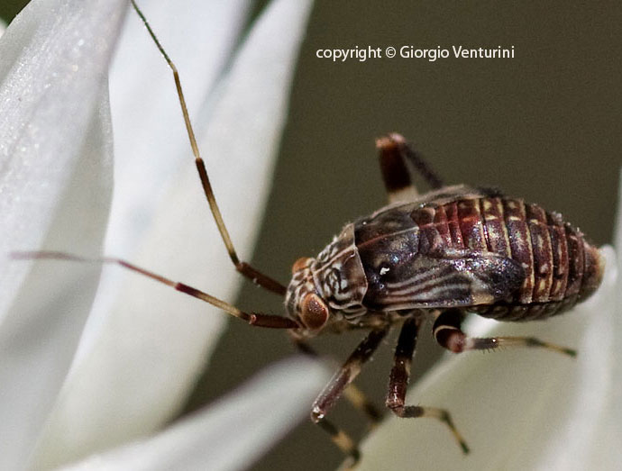 Miridae: Mermitelocerus schmidtii (ninfa) del Lazio