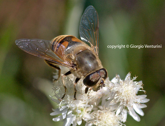 Eristalis tenax