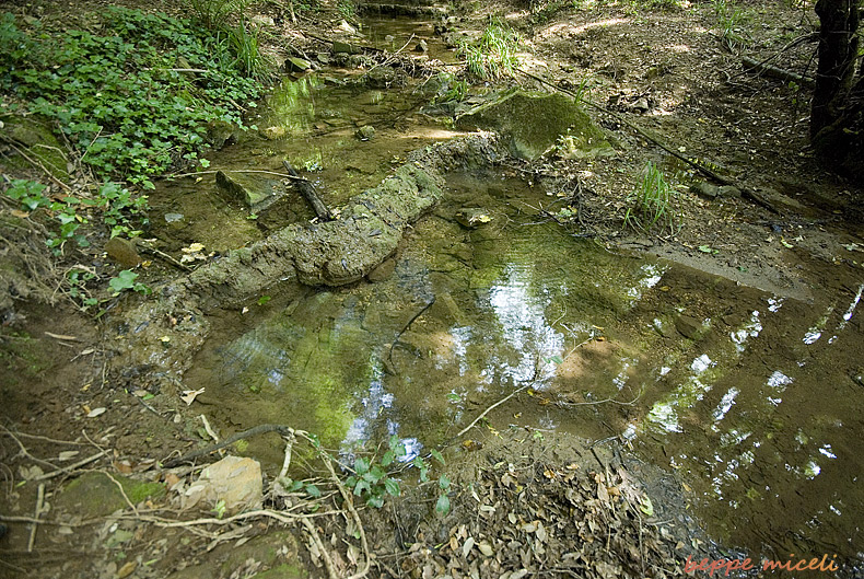 Maremma grossetana: larve di Salamandrina perspicillata