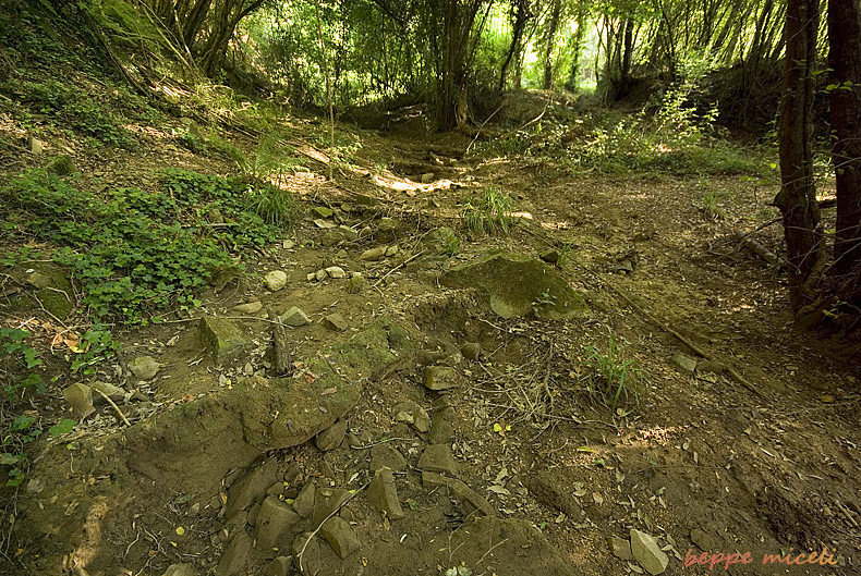 Maremma grossetana: larve di Salamandrina perspicillata