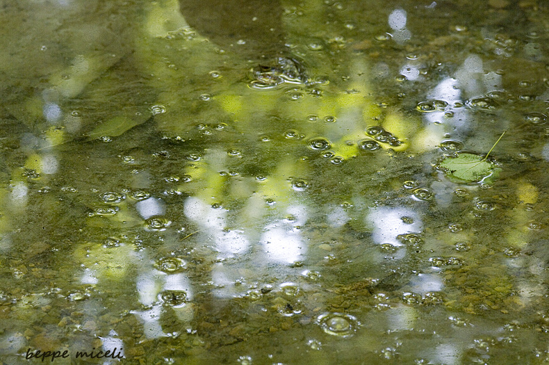 Maremma grossetana: larve di Salamandrina perspicillata