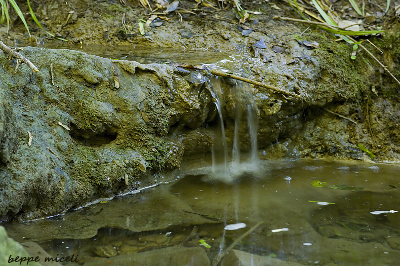 Maremma grossetana: larve di Salamandrina perspicillata