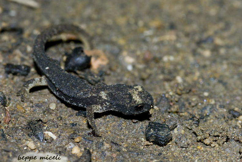 Maremma grossetana: larve di Salamandrina perspicillata