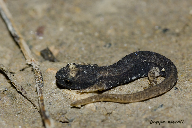 Maremma grossetana: larve di Salamandrina perspicillata