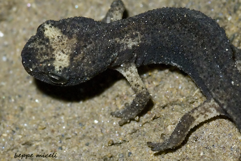 Maremma grossetana: larve di Salamandrina perspicillata