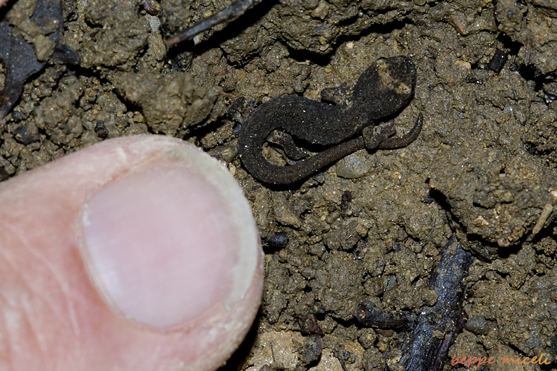 Maremma grossetana: larve di Salamandrina perspicillata