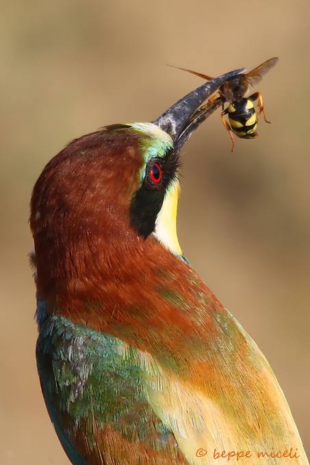 gruccione con preda: Stizus fasciatus (Crabronidae)