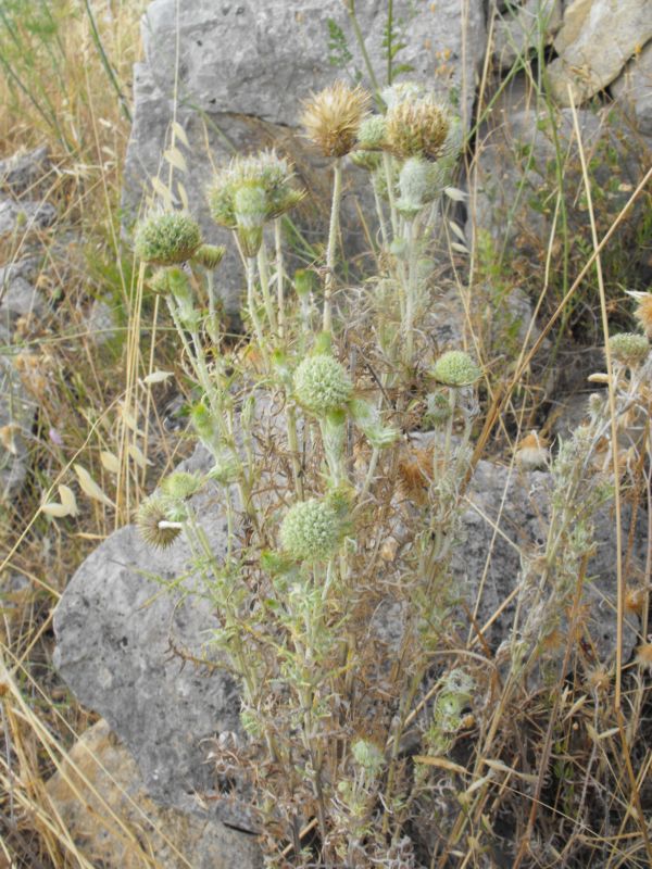 Strana Galactites elegans