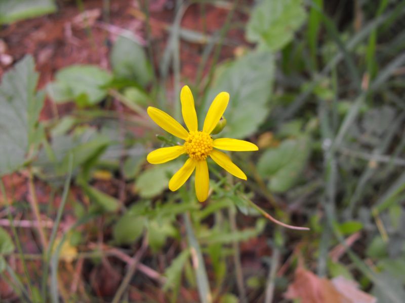 Senecio cfr. leucanthemifolius