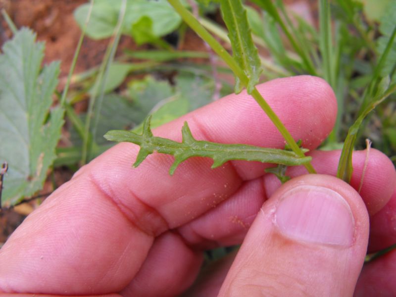 Senecio cfr. leucanthemifolius