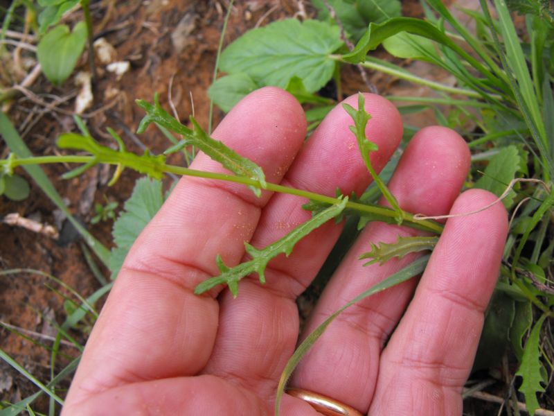 Senecio cfr. leucanthemifolius