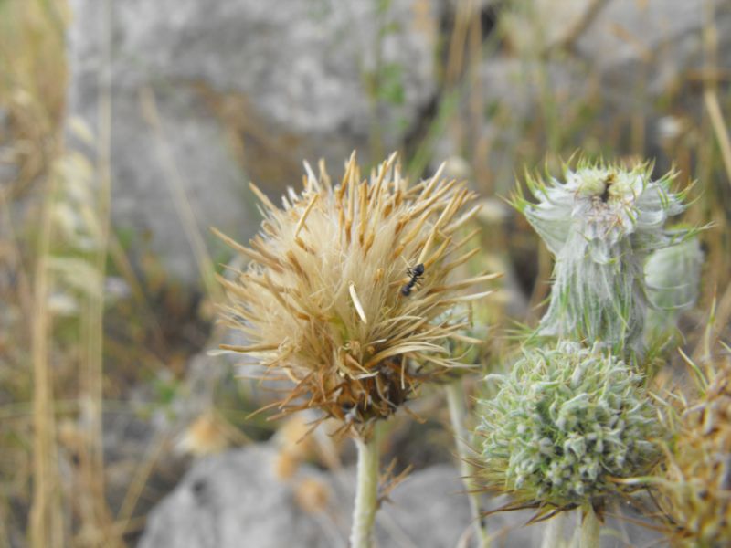 Una asteracea intrigante......lusus di Galactites elegans