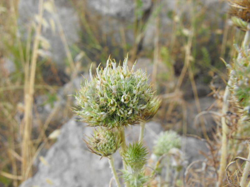 Una asteracea intrigante......lusus di Galactites elegans