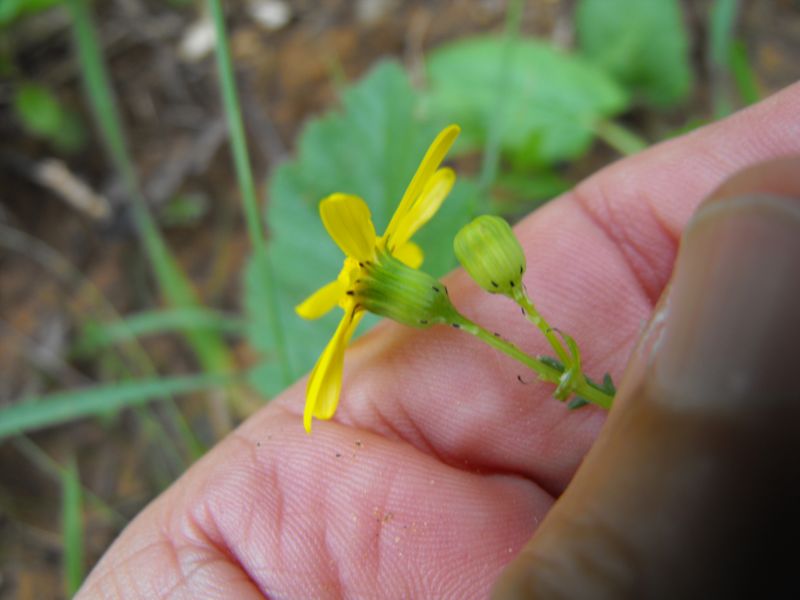 Senecio cfr. leucanthemifolius