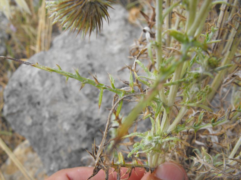 Una asteracea intrigante......lusus di Galactites elegans