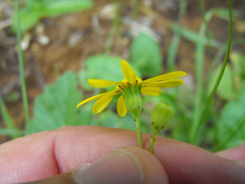 Senecio cfr. leucanthemifolius