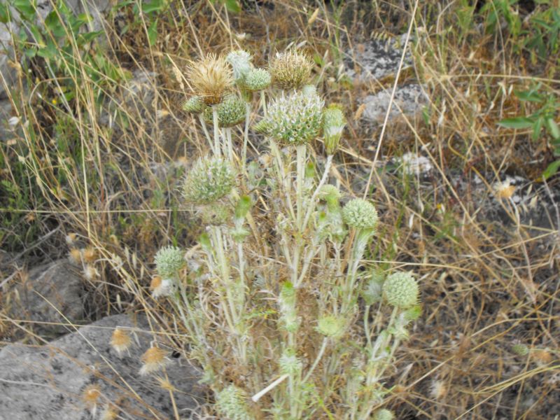 Una asteracea intrigante......lusus di Galactites elegans