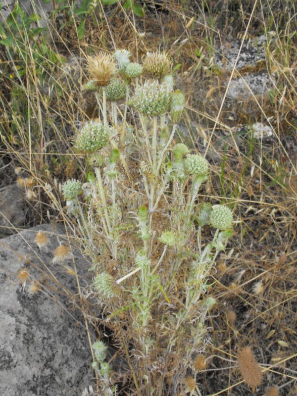 Una asteracea intrigante......lusus di Galactites elegans