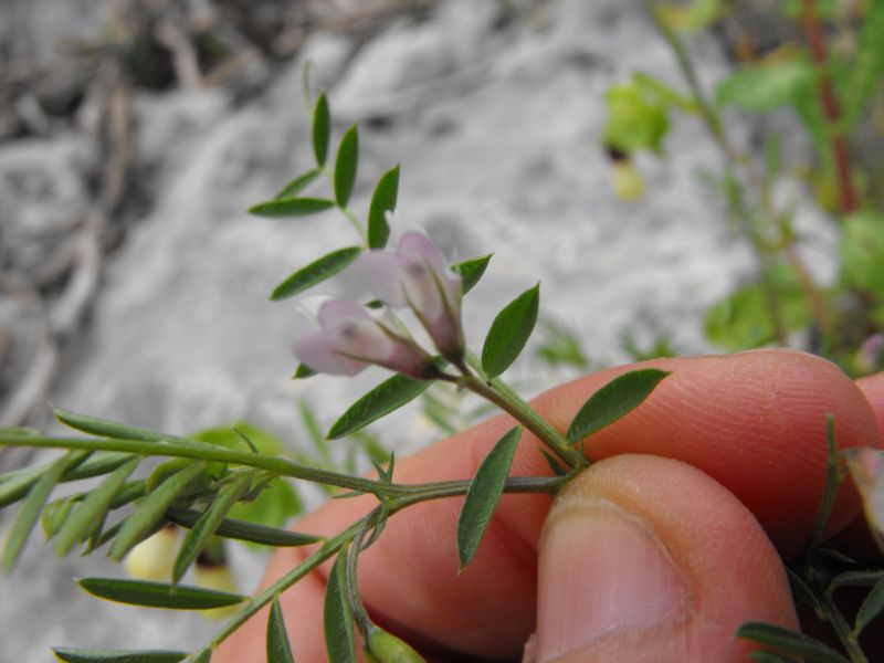 Vicia leucantha / Veccia d''Agrigento